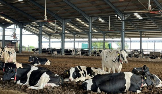 24AAX008_DIJIONIS-image-848x565