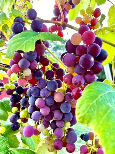 2a6c9edcfe82cab9e59c1e8229c3feec